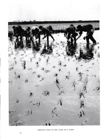 LAMINA 6562:  Plantando arroz en Sant Carlos de la Rapita