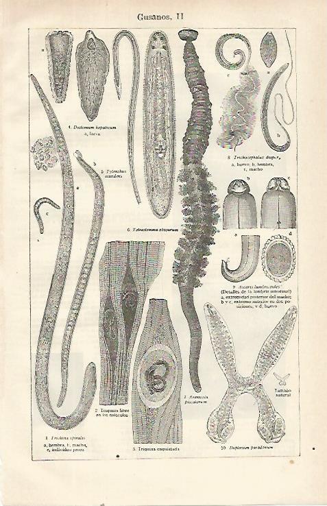 LAMINA ESPASA 21511: Especies de gusanos