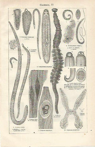 LAMINA ESPASA 21511: Especies de gusanos