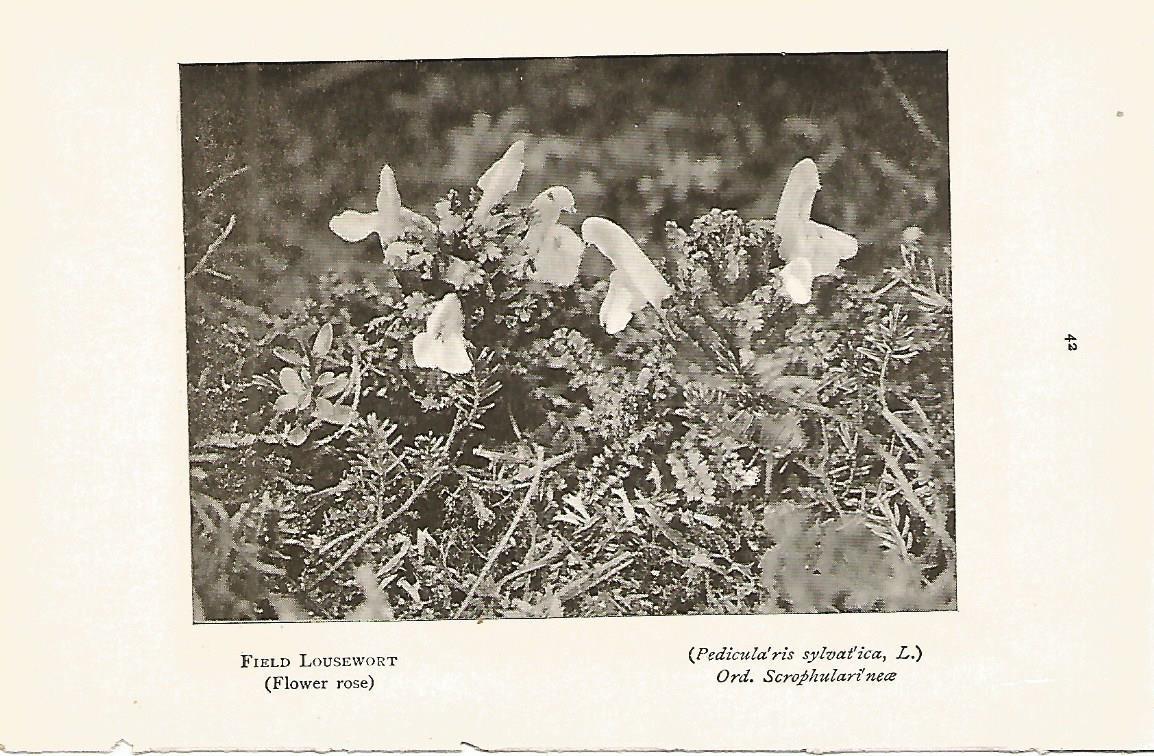 Lamina 977: Pedicularis