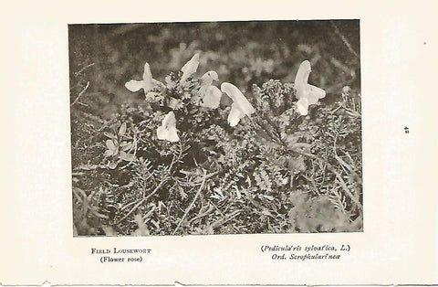 Lamina 977: Pedicularis