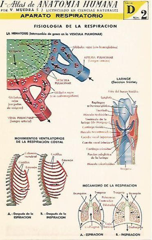 LAMINA 2145: Aparato respiratorio. La Hematosis. Serie  D numero 2