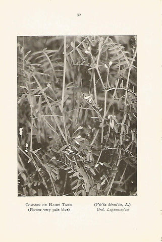 Lamina 971: Leguminosa peluda