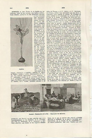 LAMINA SALVAT 80410: Azafran