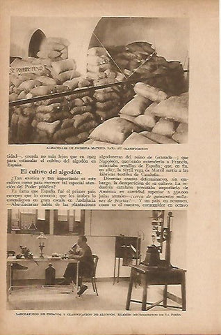 LAMINA BLANCO Y NEGRO 8106: Laboratorio para el cultivo del algodon
