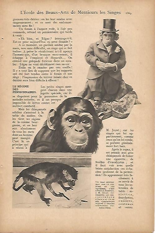 LAMINA 8428: Monos