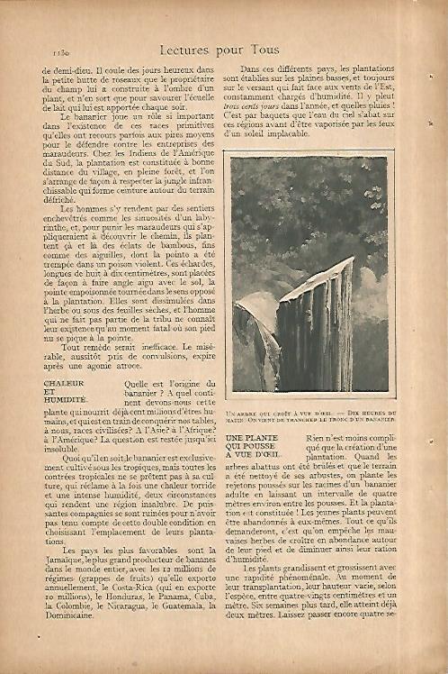 LAMINA 8467: Tronco de bananero