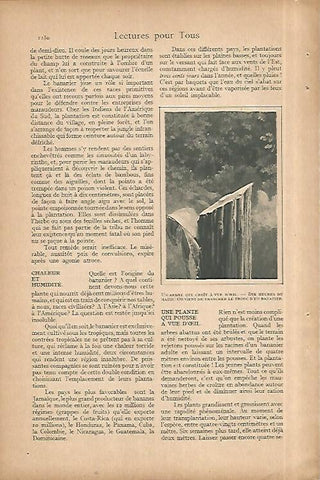 LAMINA 8467: Tronco de bananero