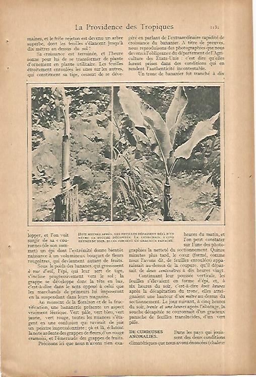 LAMINA 8468: Flores de bananero