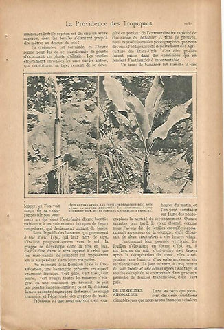 LAMINA 8468: Flores de bananero