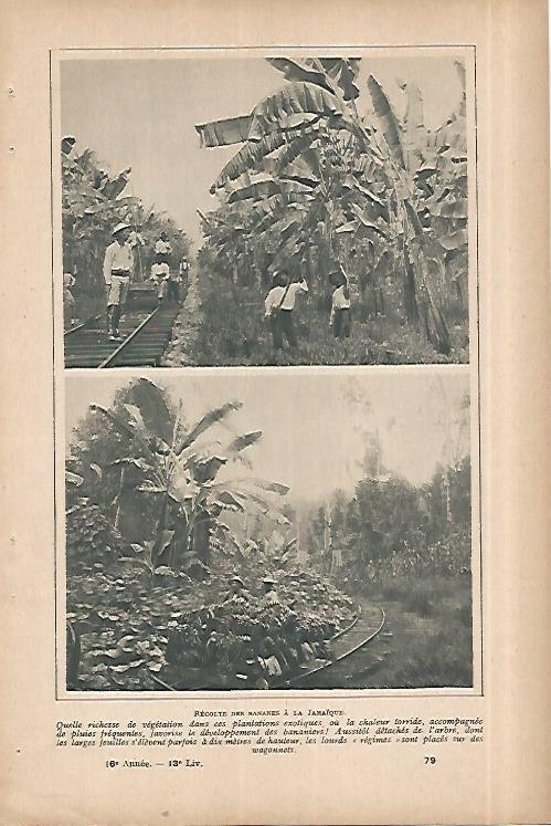 LAMINA 8469: Plantacion en Jamaica de bananas