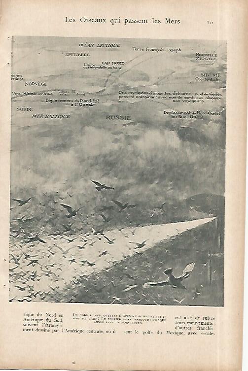 LAMINA 8529: Rutas de aves migratorias