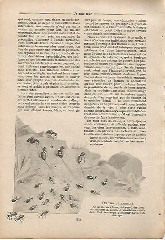 LAMINA 8653: Hormigas