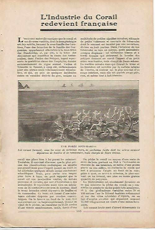 LAMINA 8676: Corales