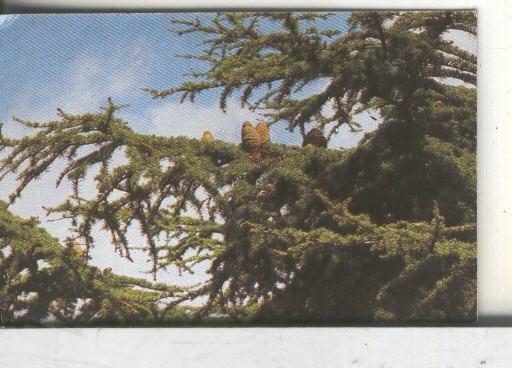 Cromos: Arbres de Barcelona numero 04.B: Cedre de Himlaia: branca i pinyes