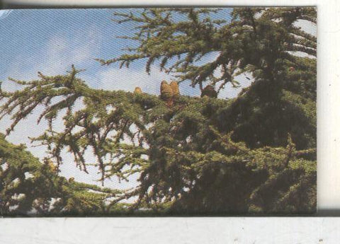 Cromos: Arbres de Barcelona numero 04.B: Cedre de Himlaia: branca i pinyes