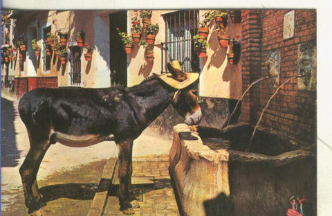 Postal 5058 : Escena tipica de Canarias