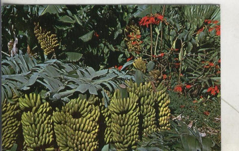 Postal 3972 : Canarias: recoleccion de platanos