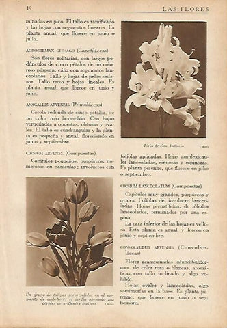 LAMINA 5477: Lirio de San Antonio y grupo de tulipanes