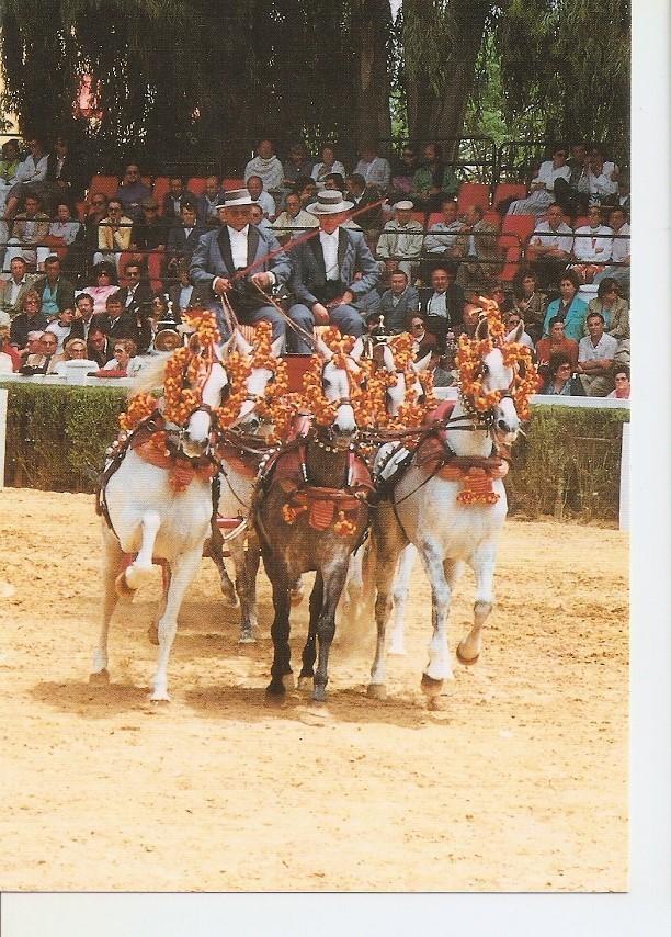 Postal 043420 : El caballo en Andalucia M y M