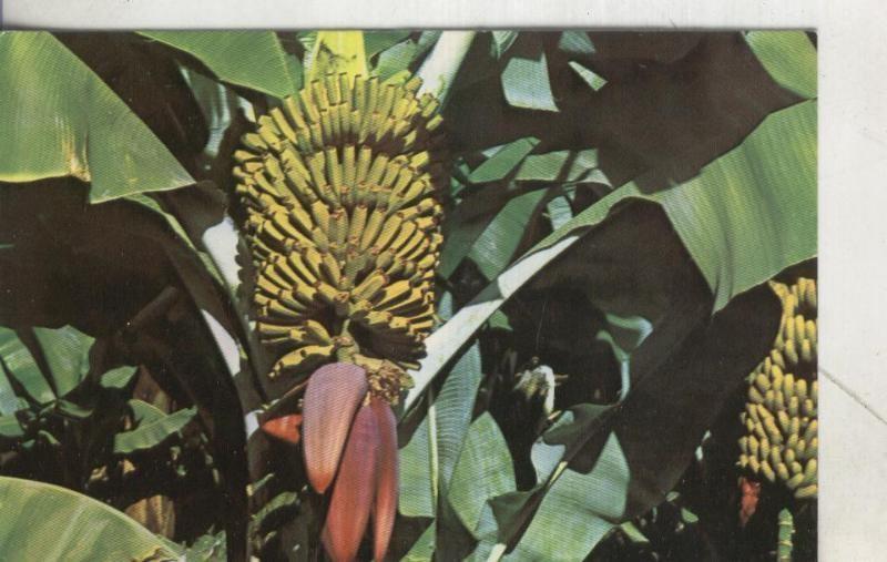 Postal 003971 : Tenerife: Piña de platano