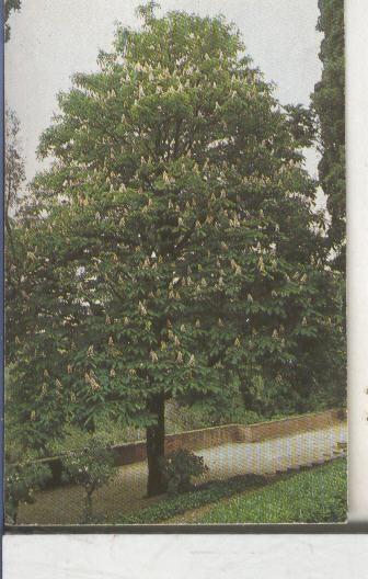 Cromos: Arbres de Barcelona numero 43:A: Castanyer d,India