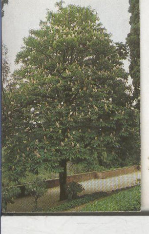 Cromos: Arbres de Barcelona numero 43:A: Castanyer d,India
