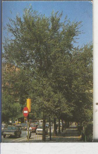 Cromos: Arbres de Barcelona numero 16.A: Om de siberia