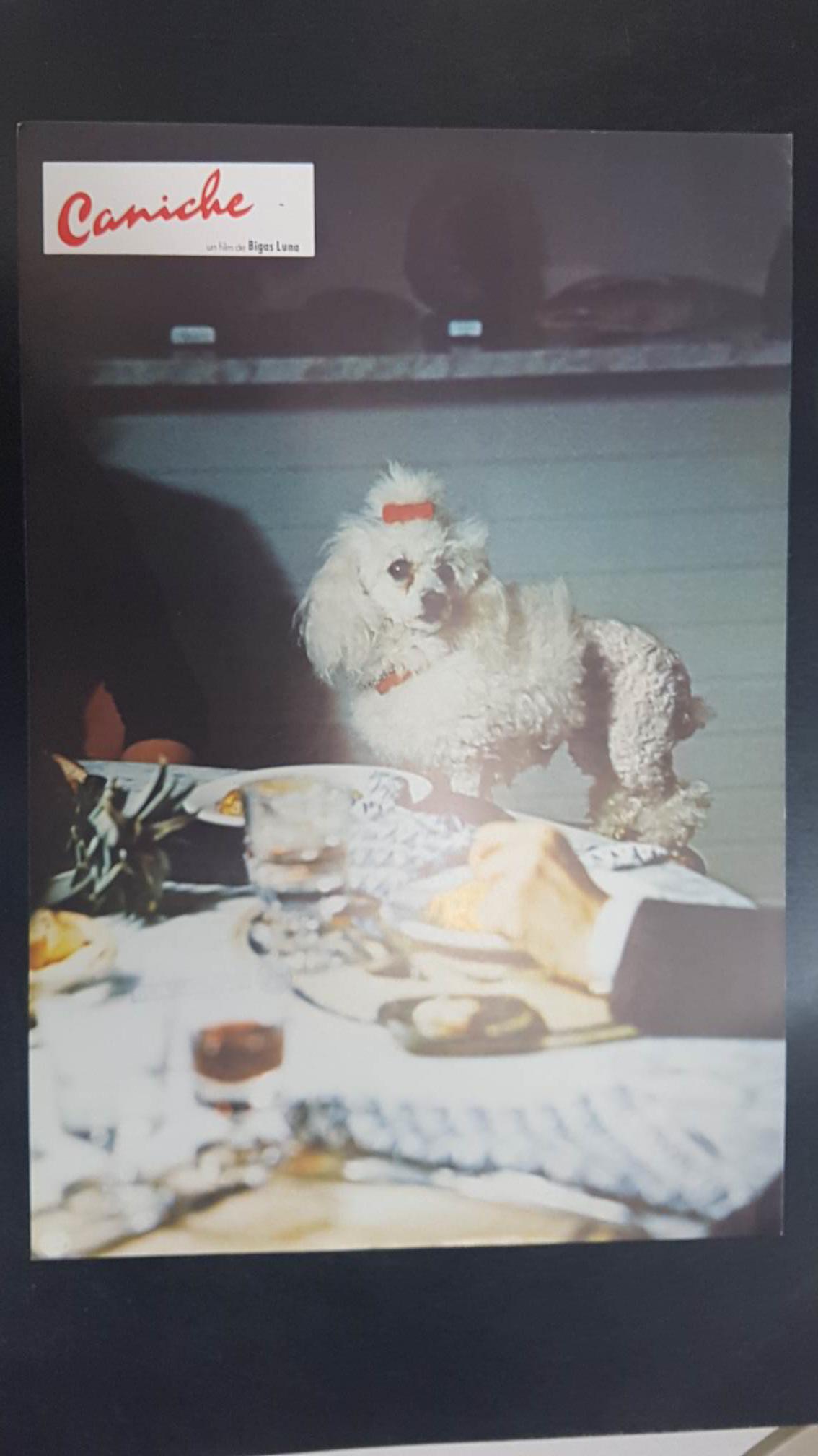 Poster pelicula: Caniche (poster 14), una pelicula de Bigas Luna con Angel Jove, Consol Tura, Linda Perez Gallardo