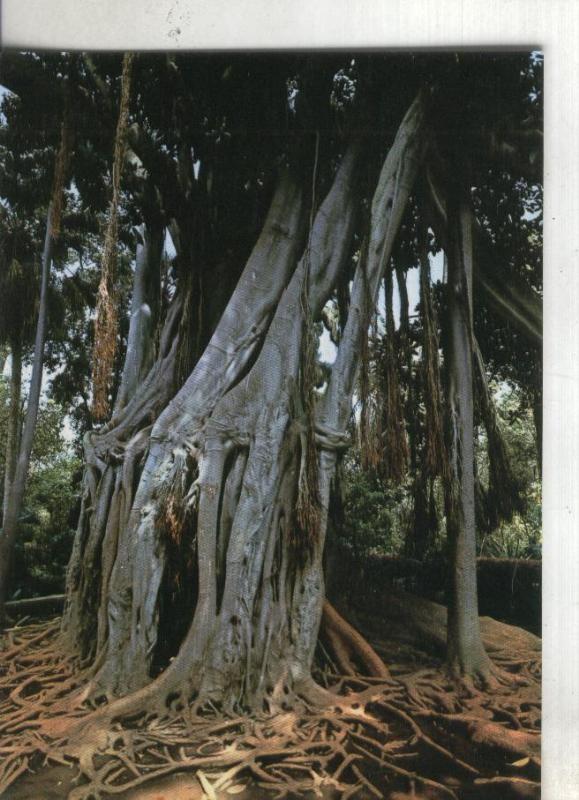 Postal: Tenerife: Jardin Botanico
