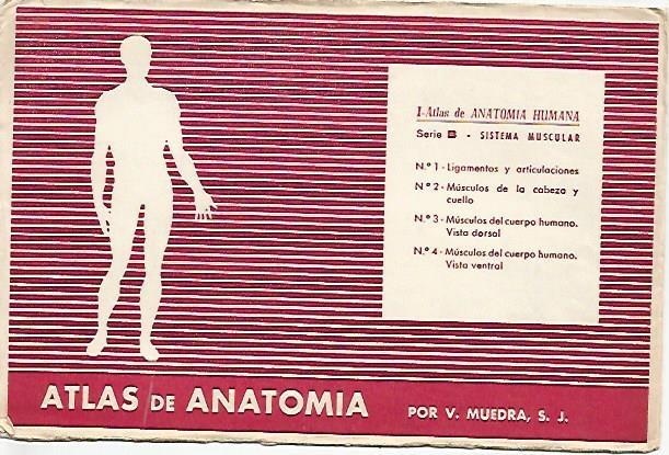 LAMINA 2171: Sobre Serie B. Sistema muscular