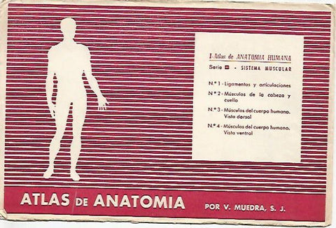 LAMINA 2171: Sobre Serie B. Sistema muscular