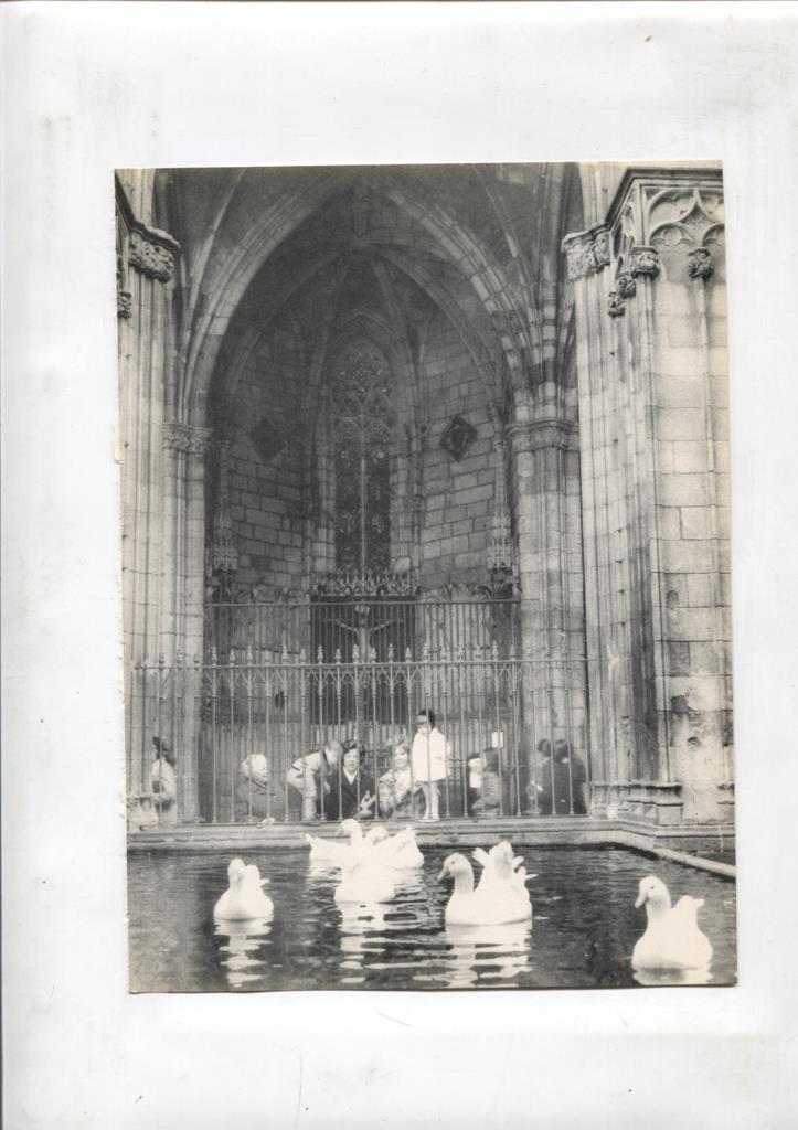 50 racons de Barcelona lamina 19: Ocas del claustro de la catedral