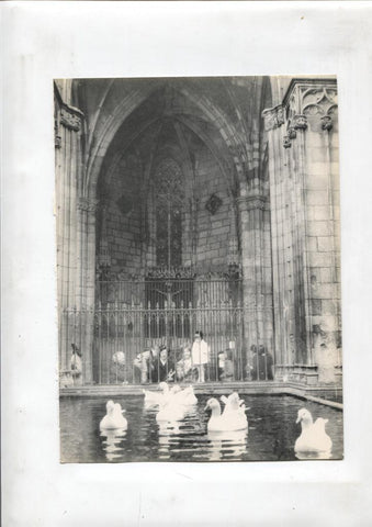 50 racons de Barcelona lamina 19: Ocas del claustro de la catedral