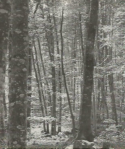 LAMINA 13956: Bosque en la provincia de Girona