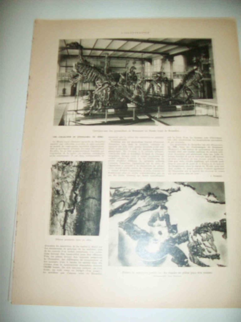LAMINA 15046: Dinosaurios en el Museo de Bruselas
