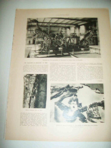 LAMINA 15046: Dinosaurios en el Museo de Bruselas
