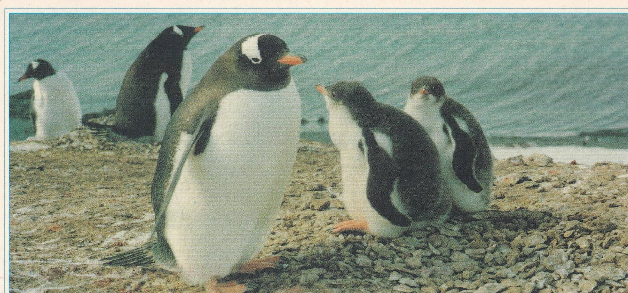POSTAL B13180: ZOO DE CHINA: GHENTOO PINGUIN