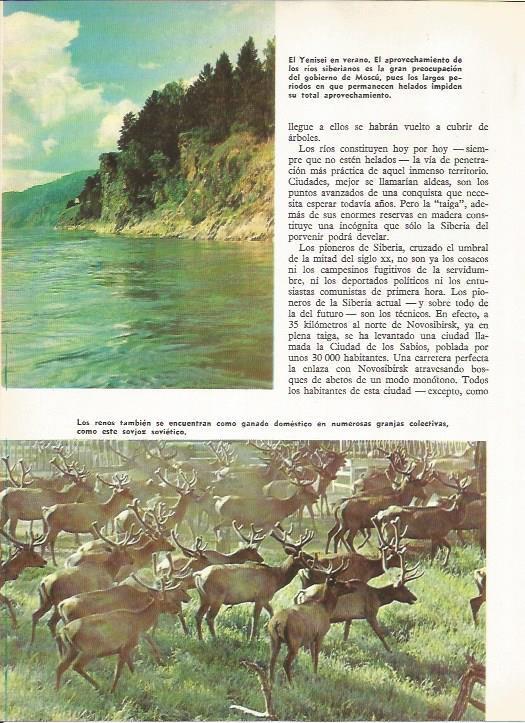 LAMINA 19567: El Yenisei en verano y renos