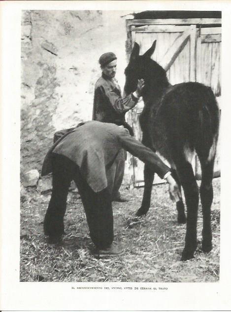 LAMINA 21703: Reconocimiento del animal antes de la venta