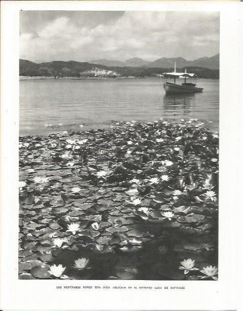 LAMINA 21584: Nenufares en el lago de Banyoles