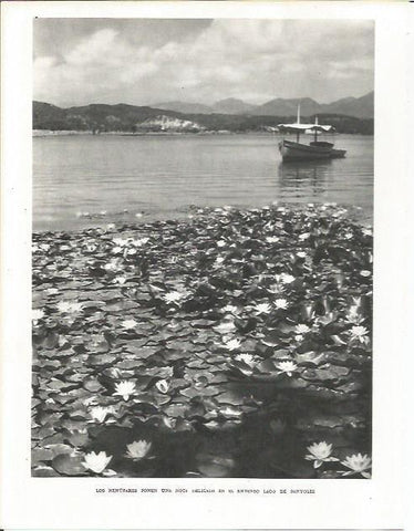 LAMINA 21584: Nenufares en el lago de Banyoles
