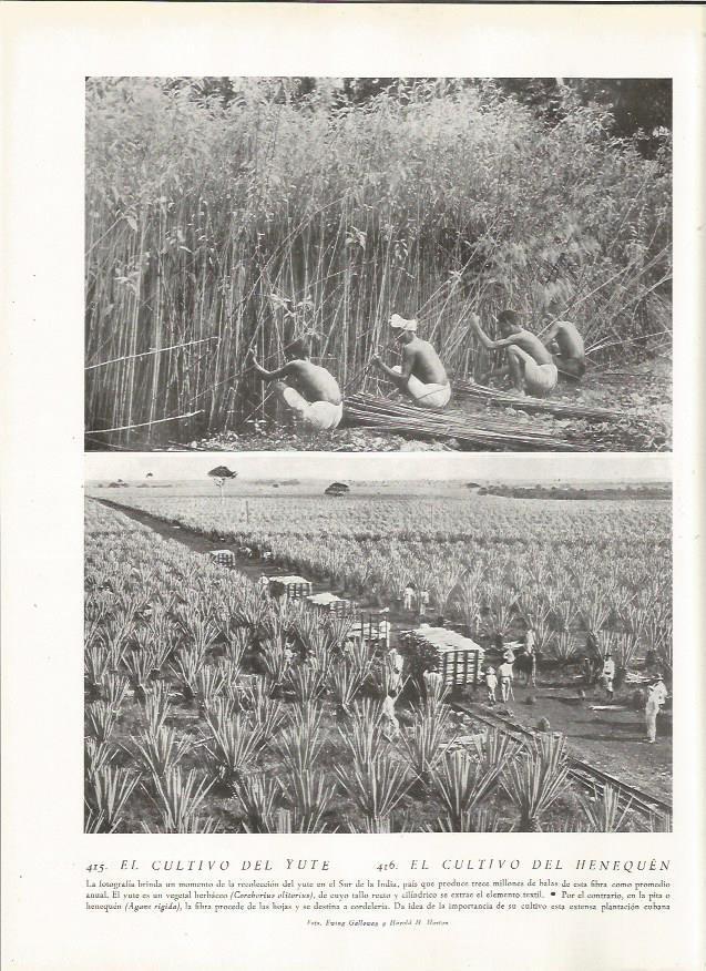 LAMINA 22879: Cultivo del yute y del henequen