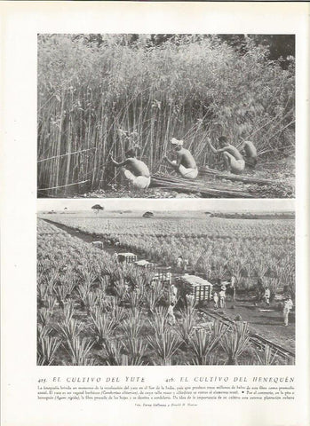 LAMINA 22879: Cultivo del yute y del henequen