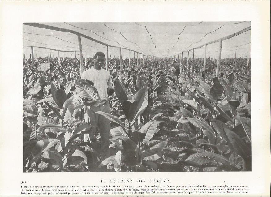 LAMINA 22873: Cultivo del tabaco en Cuba
