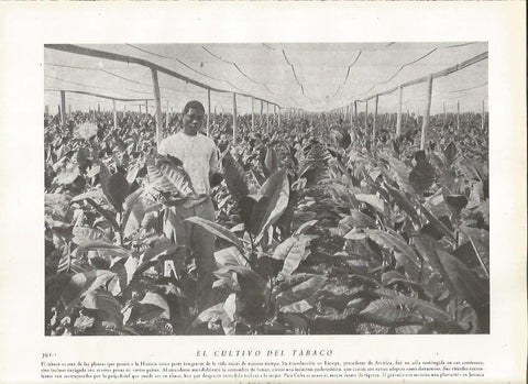 LAMINA 22873: Cultivo del tabaco en Cuba