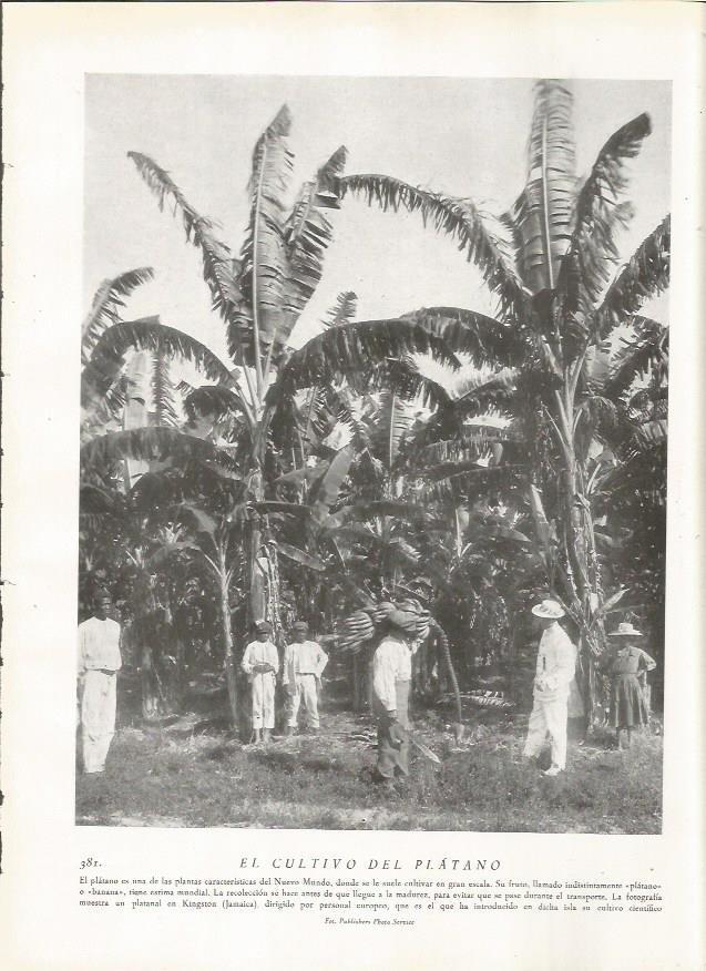 LAMINA 22870: Cultivo del platano en Jamaica