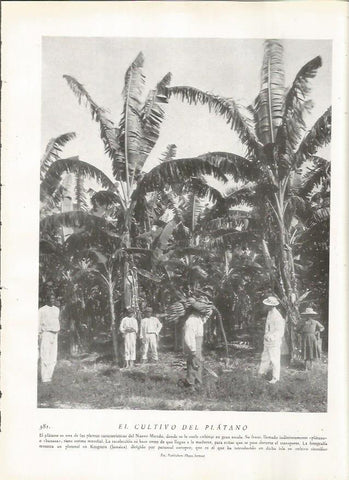 LAMINA 22870: Cultivo del platano en Jamaica