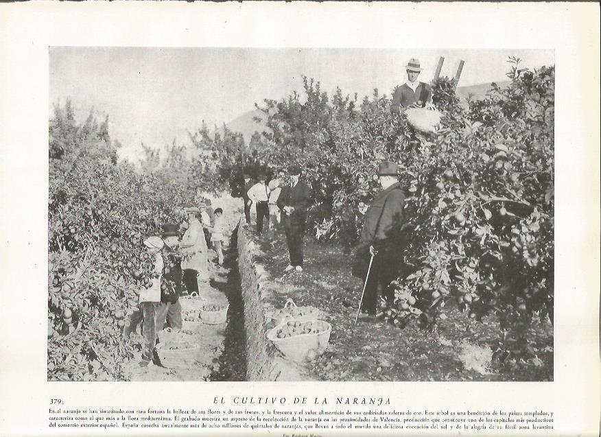 LAMINA 22869: Recogida de naranja en Valencia