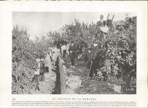 LAMINA 22869: Recogida de naranja en Valencia